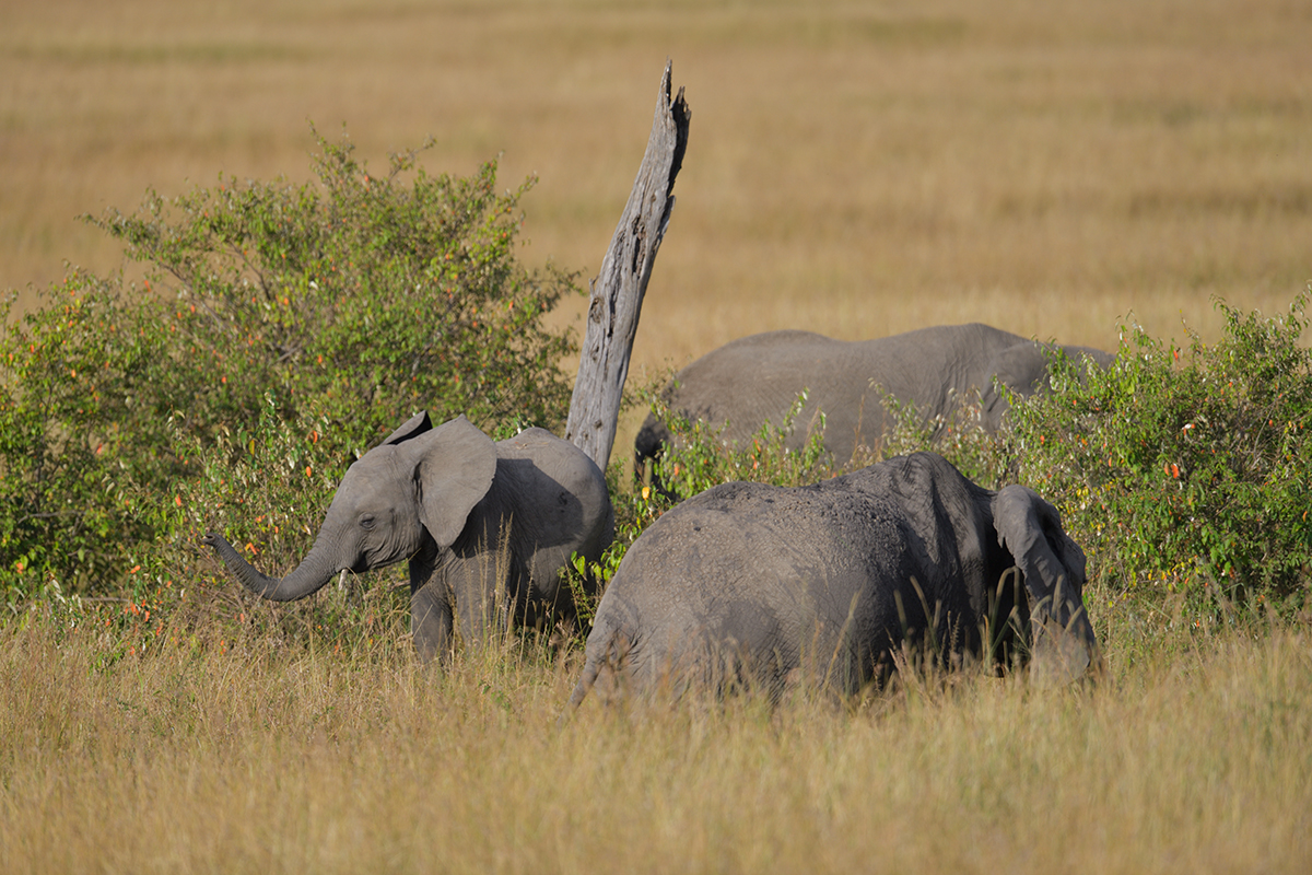 _85R4909_20180719_171333_828Masai Mara 2018-1200.jpg