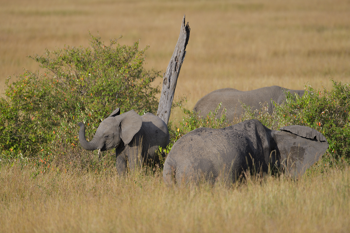 _85R4915_20180719_171334_829Masai Mara 2018-1200.jpg