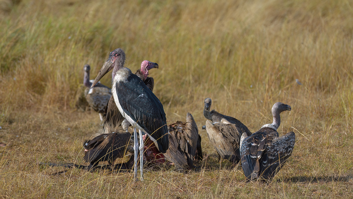 _85R4944_20180728_085711_4365Masai Mara 2018_7321Masai Mara 2018.jpg