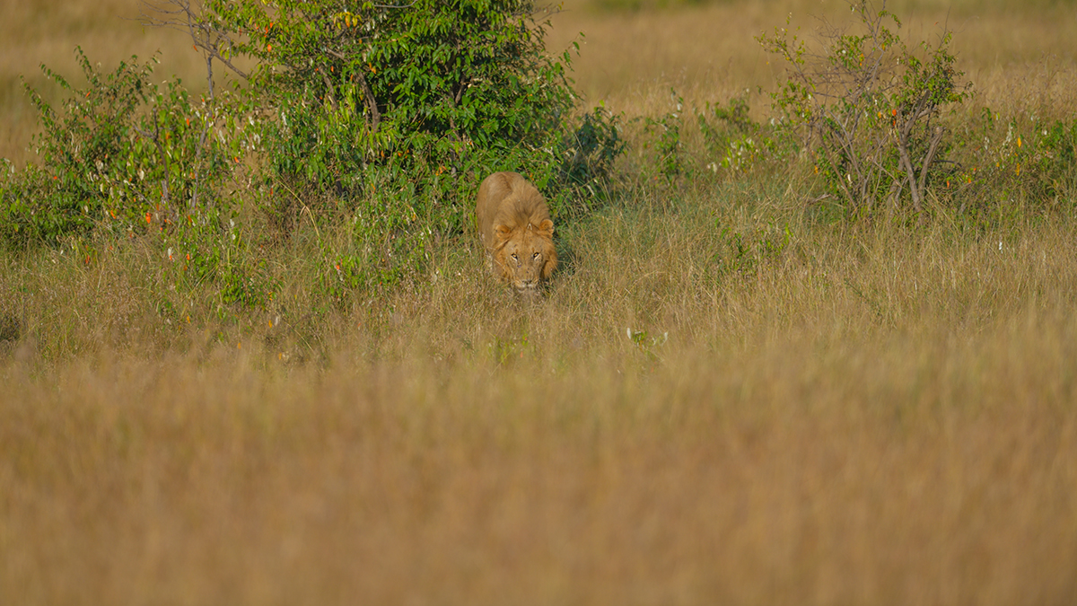 _85R4949_20180719_171521_830Masai Mara 2018-1200.jpg