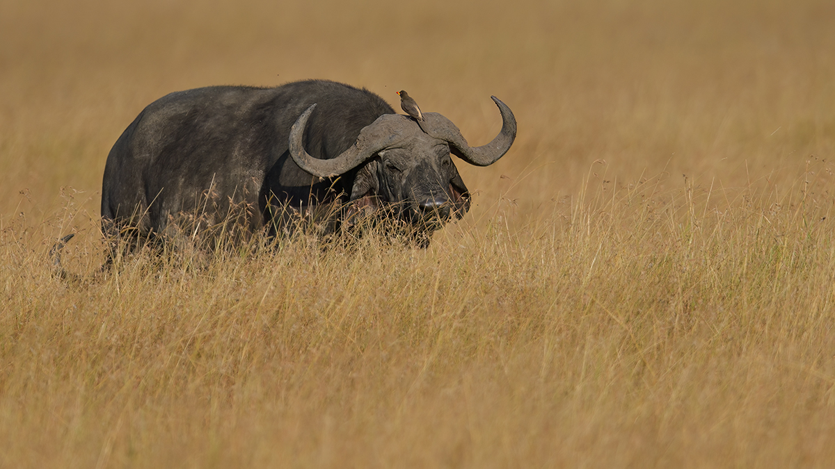 _85R4957_20180719_171752_831Masai Mara 2018-1200.jpg