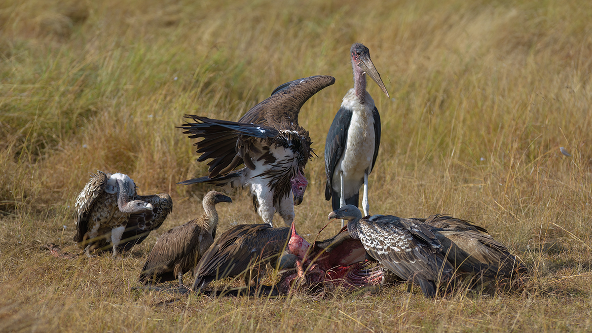 _85R5016_20180728_085841_4367Masai Mara 2018_7323Masai Mara 2018.jpg