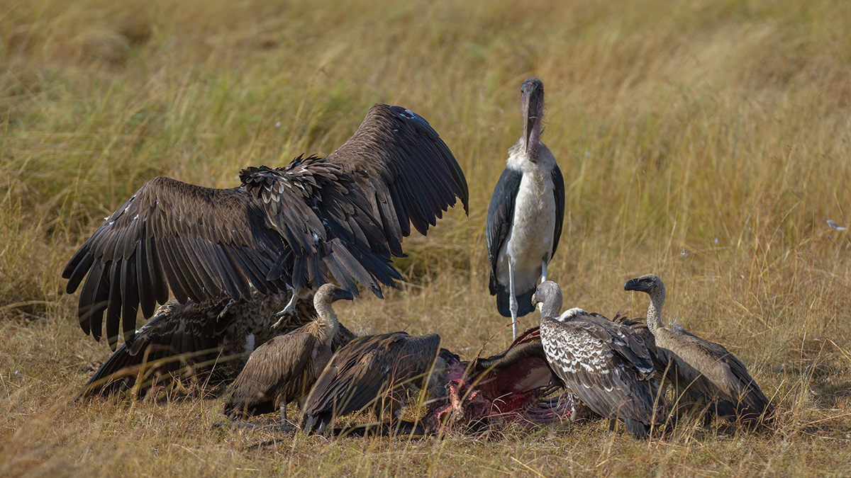 _85R5028_20180728_085844_4368Masai Mara 2018_7324Masai Mara 2018.jpg