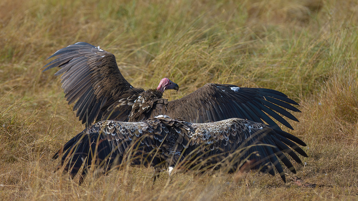 _85R5044_20180728_085845_4369Masai Mara 2018_7325Masai Mara 2018.jpg