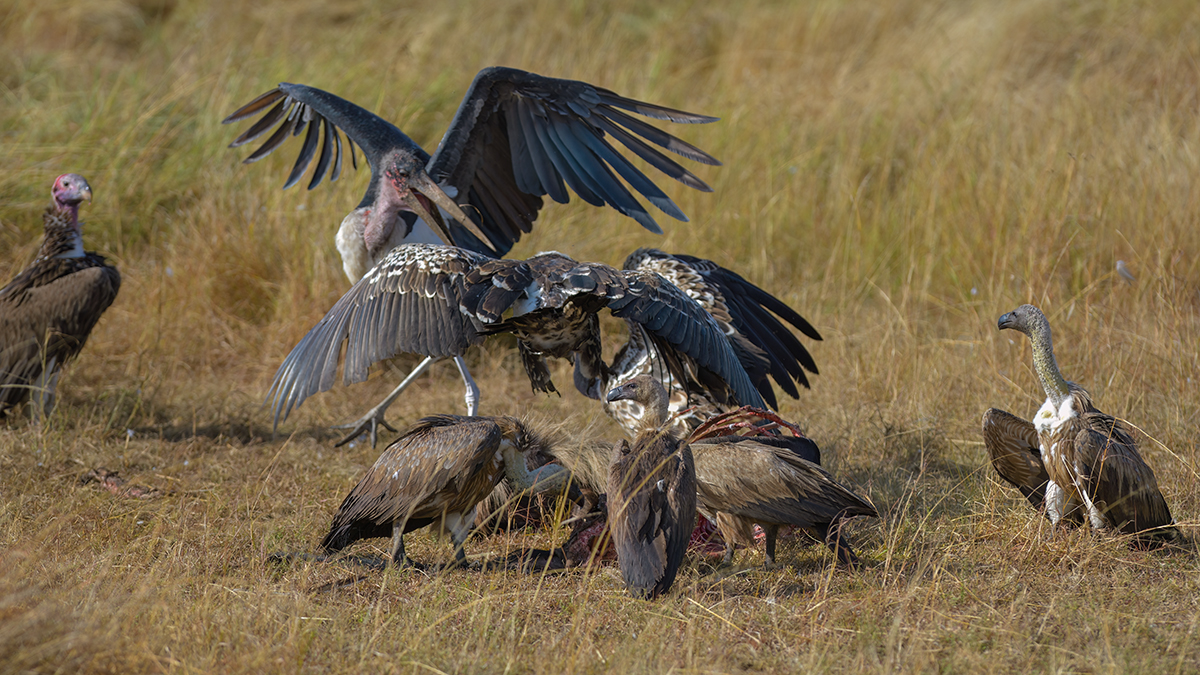 _85R5061_20180728_085900_4370Masai Mara 2018_7326Masai Mara 2018.jpg
