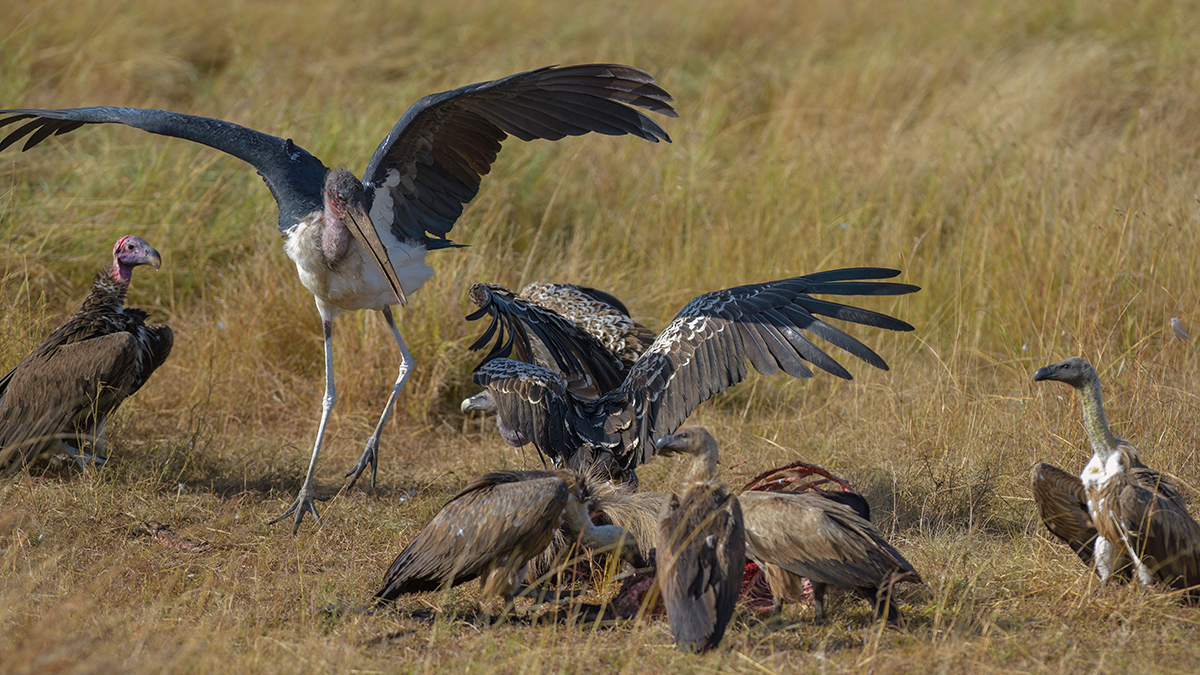 _85R5064_20180728_085900_4371Masai Mara 2018_7327Masai Mara 2018.jpg