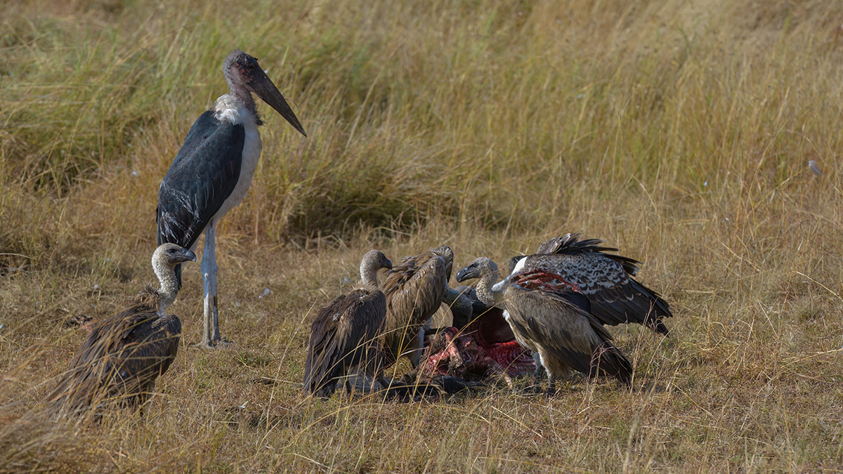 _85R5093_20180728_090119_4372Masai Mara 2018_7328Masai Mara 2018.jpg