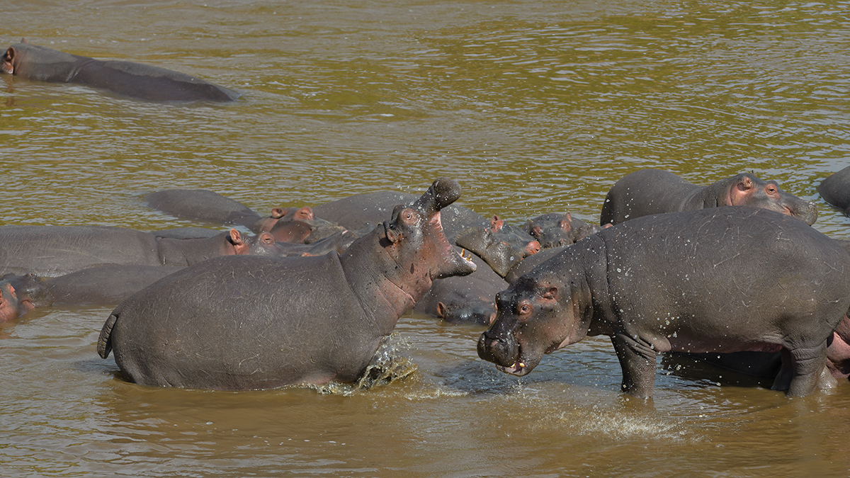 _85R5174_20180728_094953_4373Masai Mara 2018_7329Masai Mara 2018.jpg