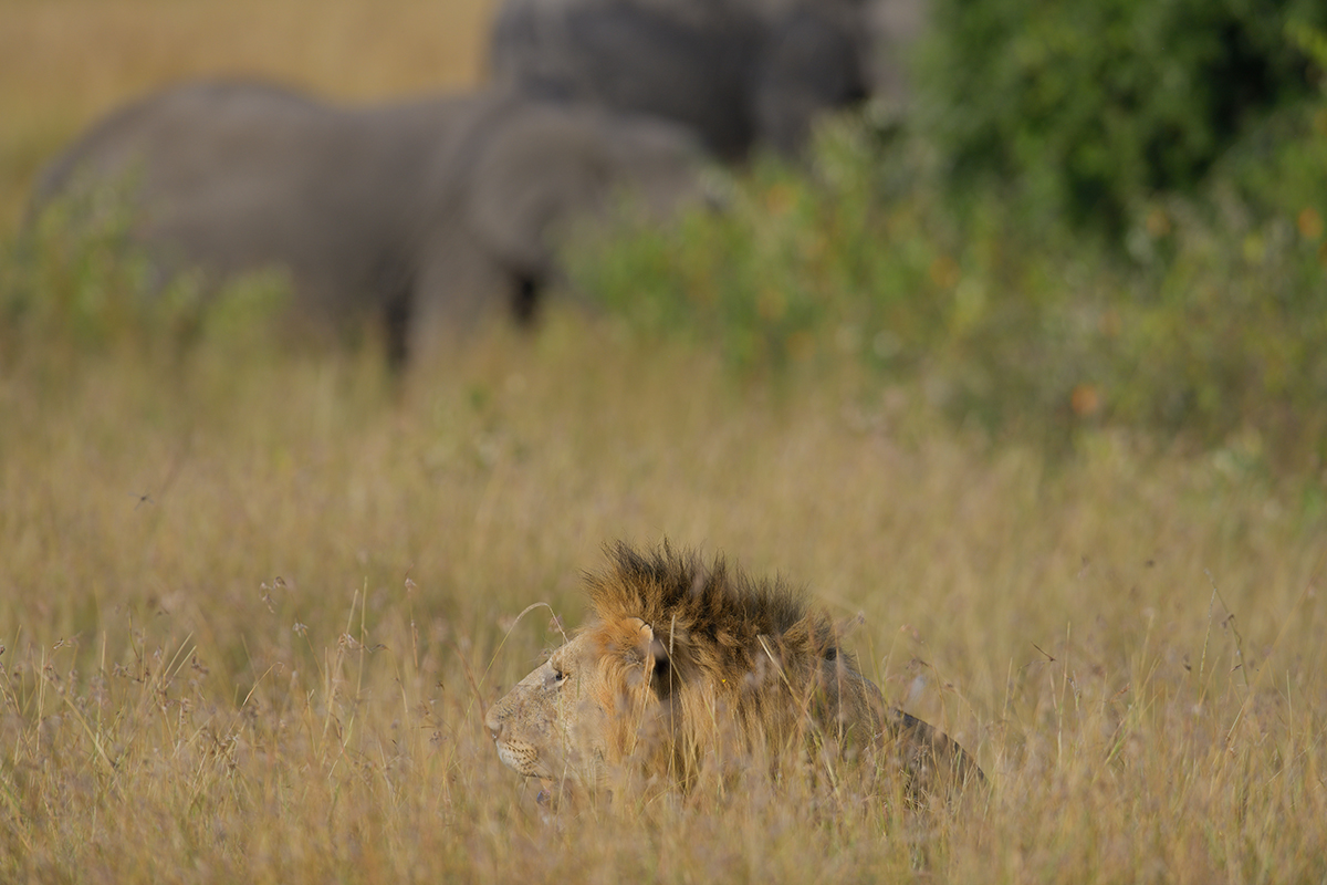 _85R5179_20180719_172830_832Masai Mara 2018-1200.jpg
