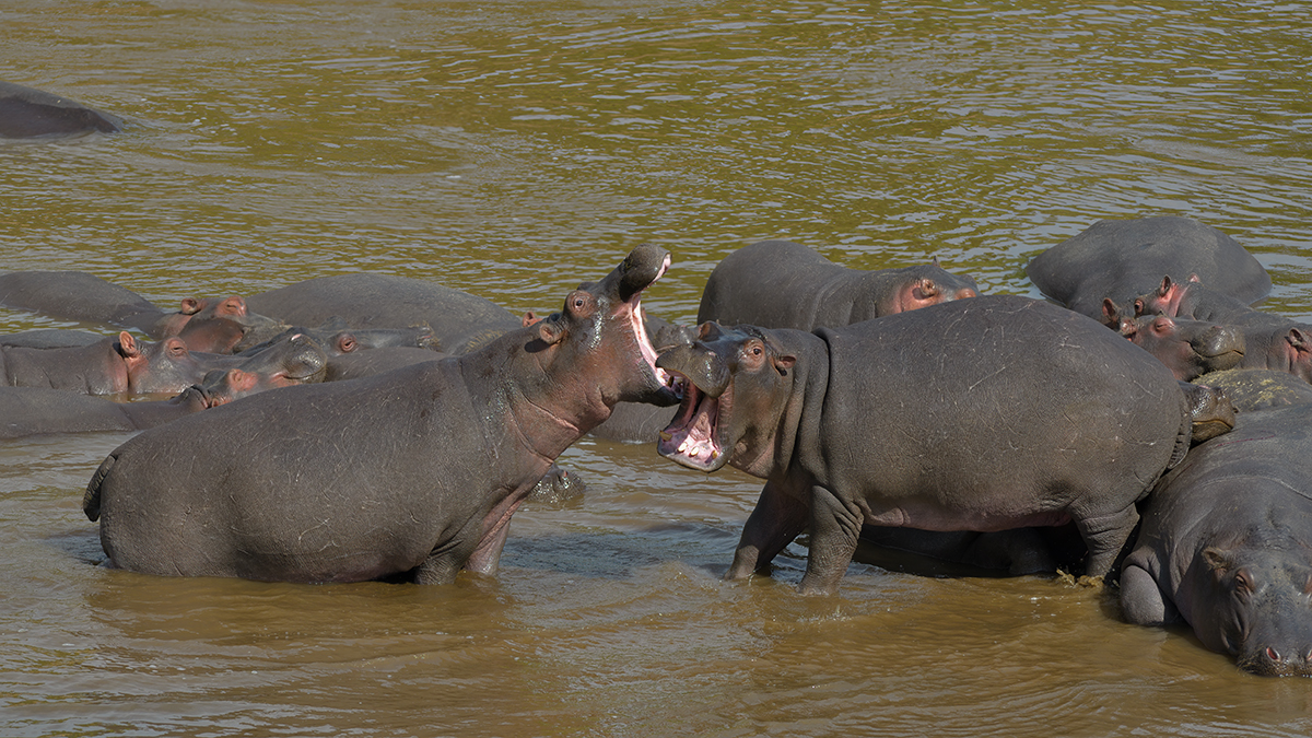 _85R5192_20180728_094955_4374Masai Mara 2018_7330Masai Mara 2018.jpg