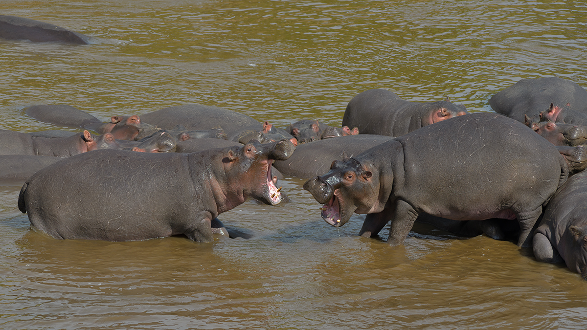 _85R5199_20180728_094957_4375Masai Mara 2018_7331Masai Mara 2018.jpg