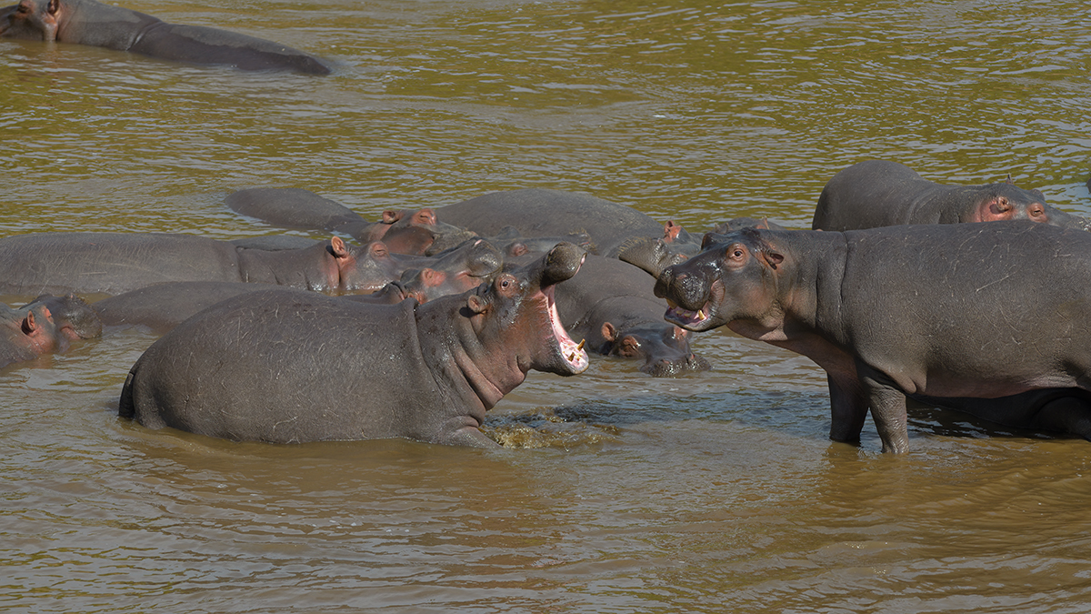 _85R5201_20180728_094958_4376Masai Mara 2018_7332Masai Mara 2018.jpg