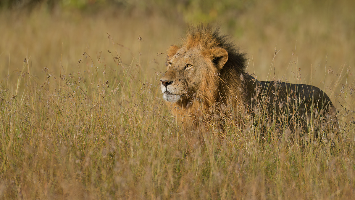 _85R5216_20180719_172923_834Masai Mara 2018-1200.jpg