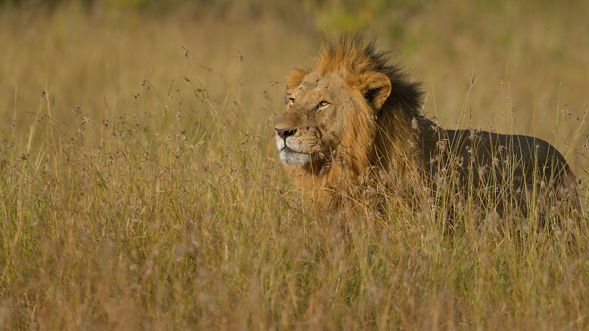 _85R5216_20180719_172923_834Masai Mara 2018-1200.jpg