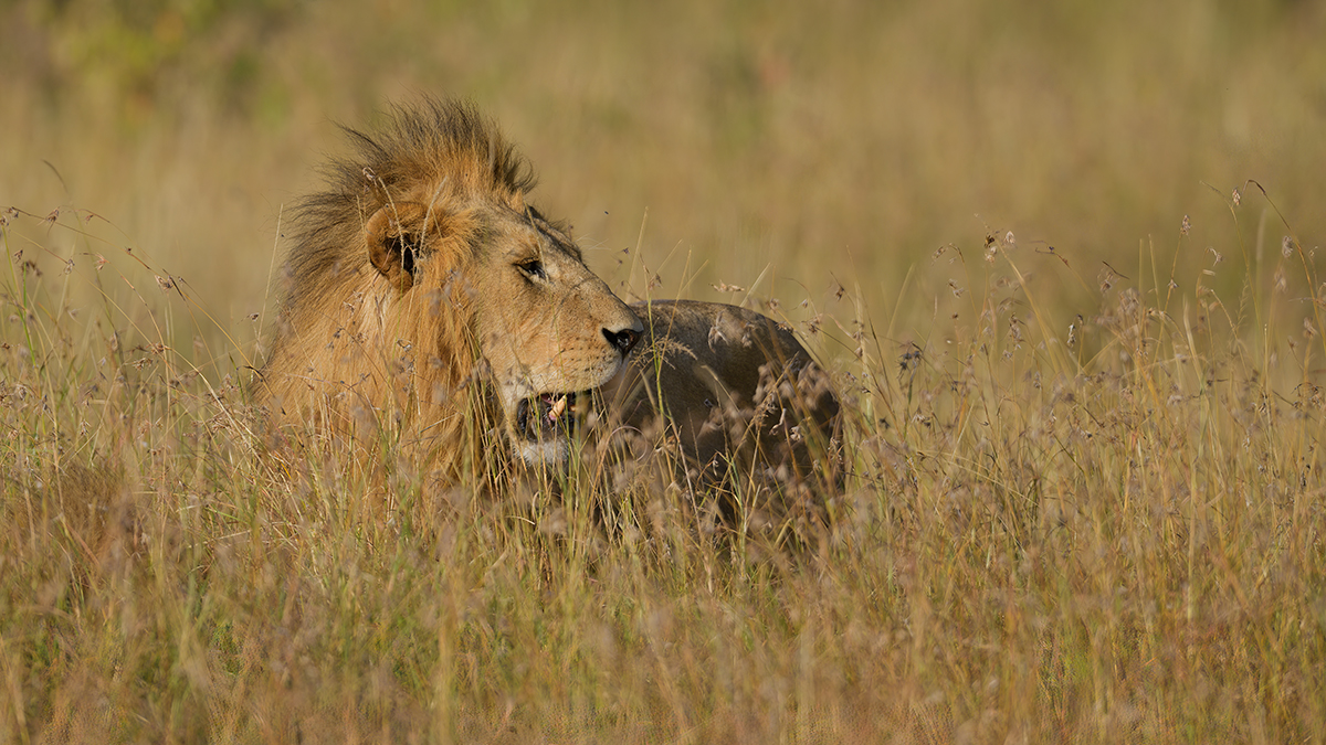 _85R5263_20180719_172942_835Masai Mara 2018-1200.jpg