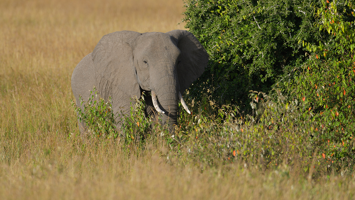_85R5264_20180719_173005_836Masai Mara 2018-1200.jpg