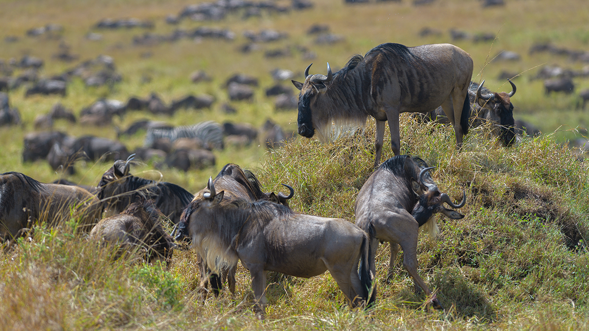 _85R5266_20180728_113100_4377Masai Mara 2018_7333Masai Mara 2018.jpg