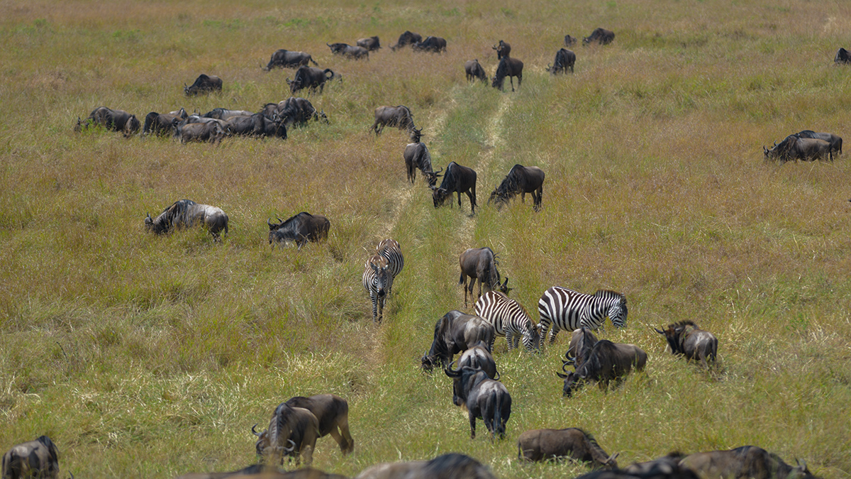 _85R5272_20180728_113326_4378Masai Mara 2018_7334Masai Mara 2018.jpg