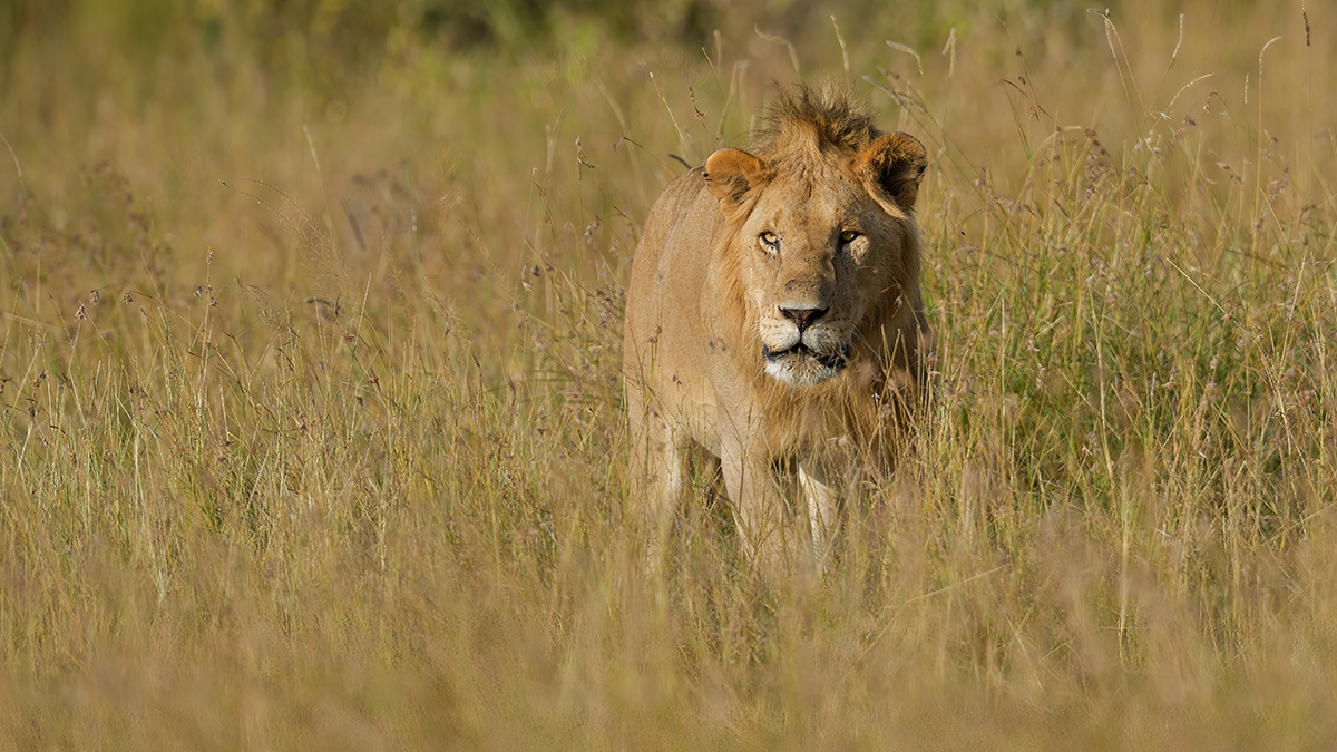 _85R5353_20180719_173117_837Masai Mara 2018-1200.jpg