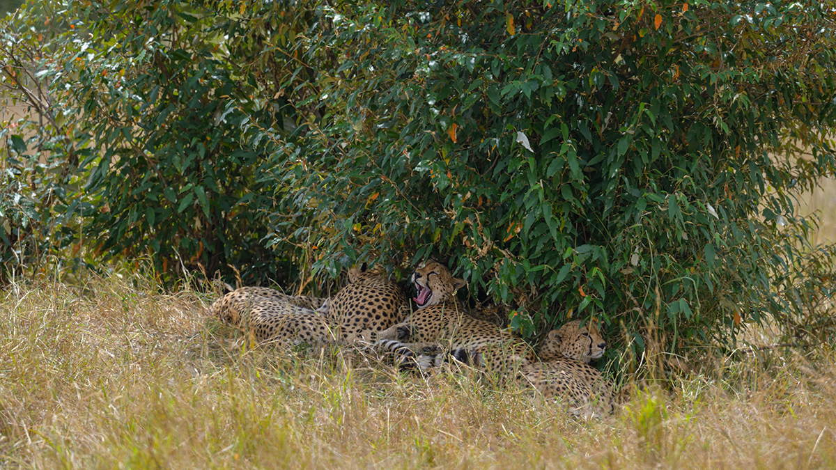 _85R5382_20180728_131829_4384Masai Mara 2018_7340Masai Mara 2018.jpg