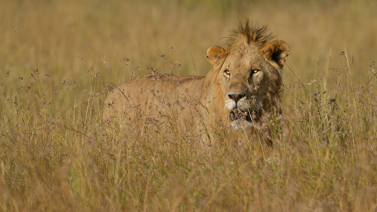 _85R5412_20180719_173206_838Masai Mara 2018-1200.jpg