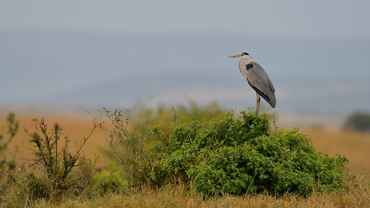 _85R5413_20180728_142302_4386Masai Mara 2018_7342Masai Mara 2018.jpg