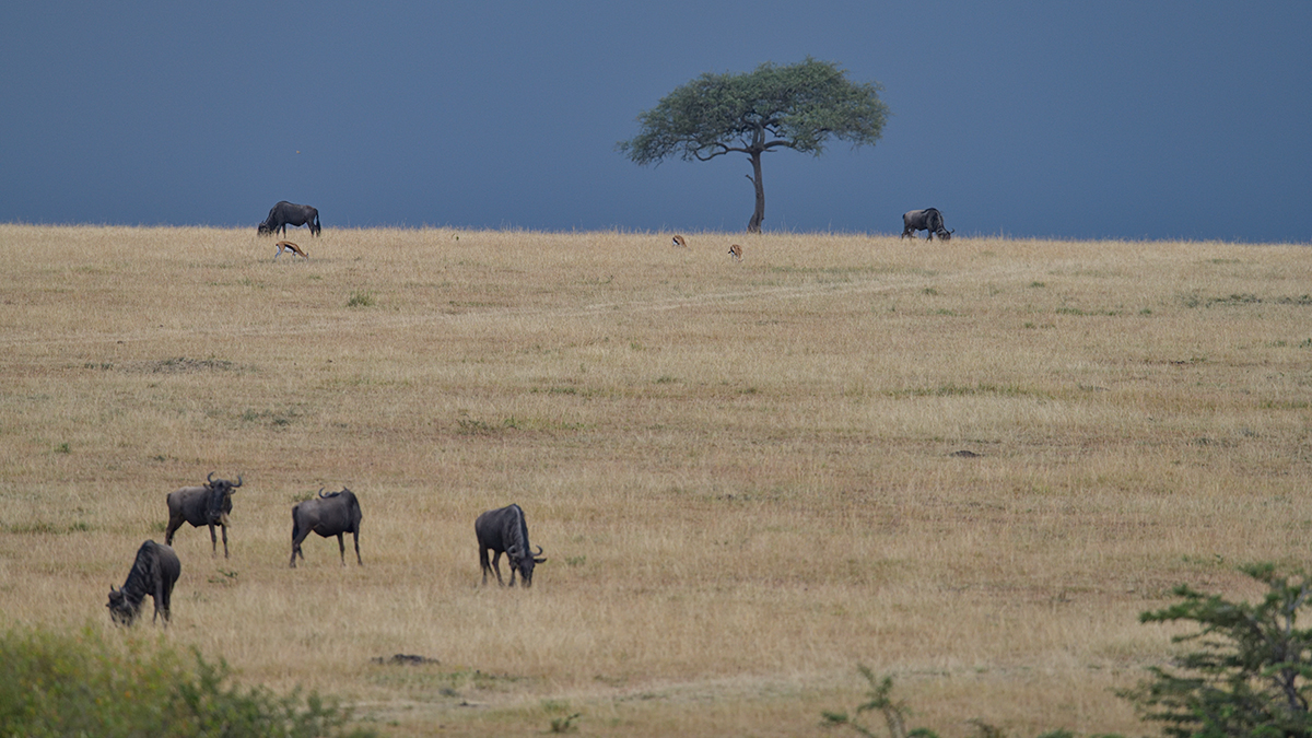 _85R5438_20180728_165943_4388Masai Mara 2018_7344Masai Mara 2018.jpg