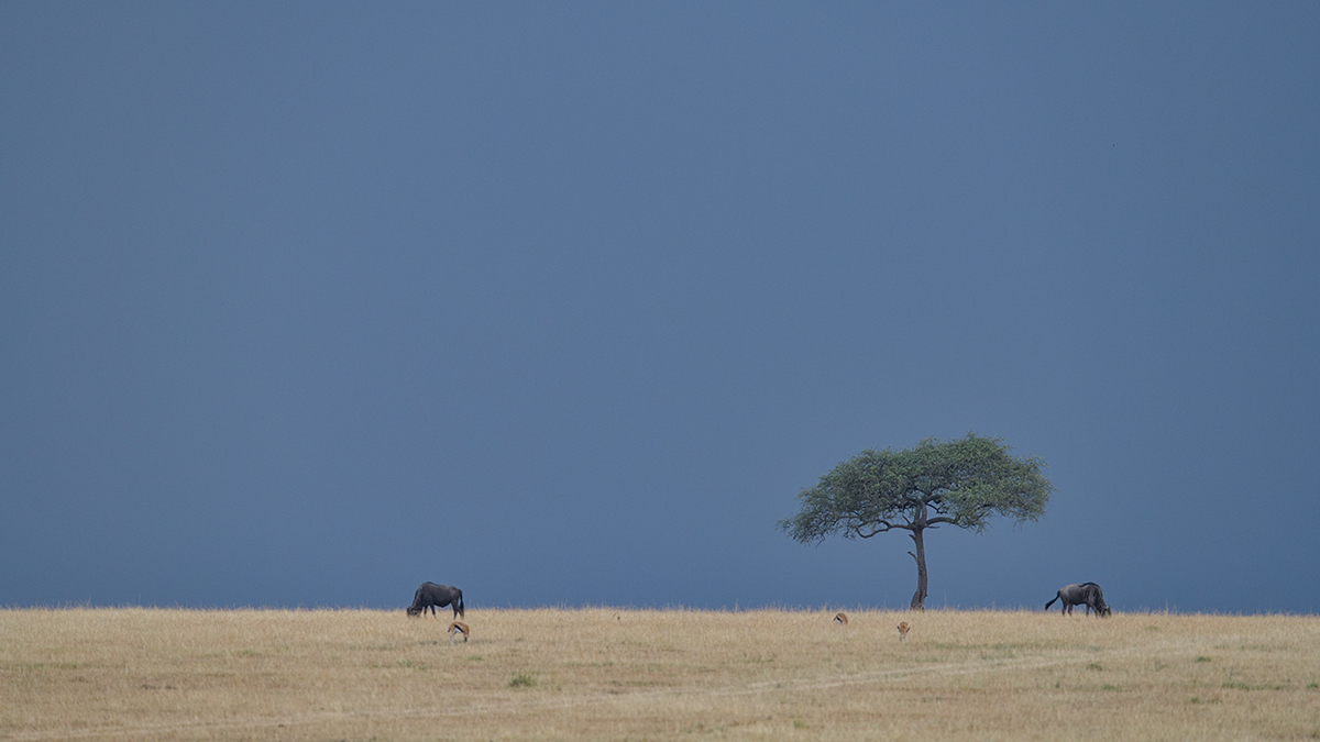 _85R5443_20180728_165953_4389Masai Mara 2018_7345Masai Mara 2018.jpg