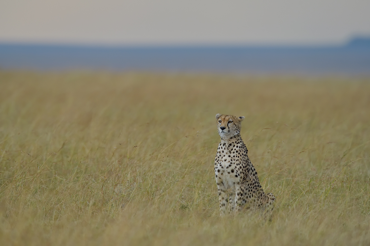 _85R5471_20180728_171714_4392Masai Mara 2018_7348Masai Mara 2018.jpg