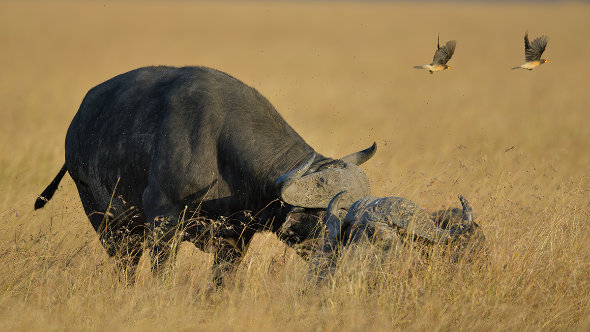 _85R5526_20180719_175248_840Masai Mara 2018-1200.jpg