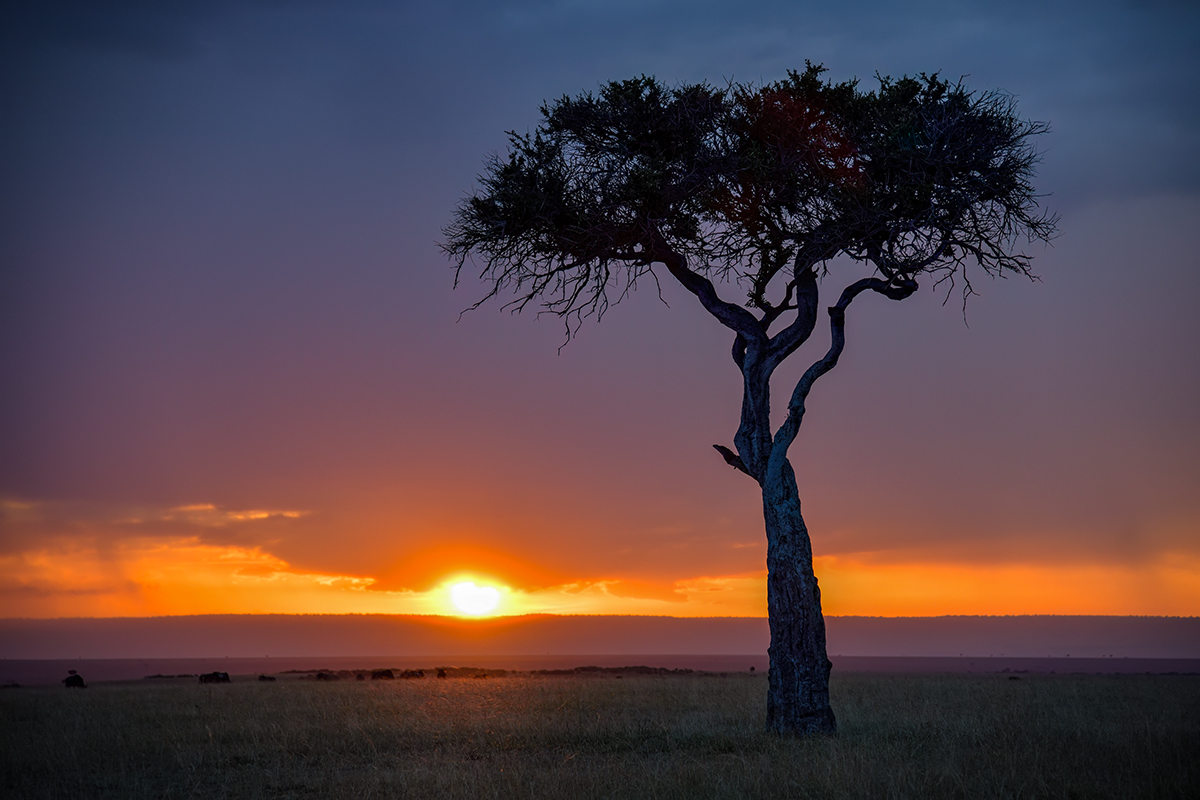 _85R5526_20180728_184131_4394Masai Mara 2018_7350Masai Mara 2018.jpg