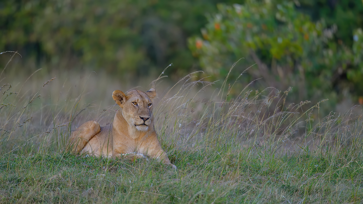 _85R5602_20180719_181820_841Masai Mara 2018-1200.jpg