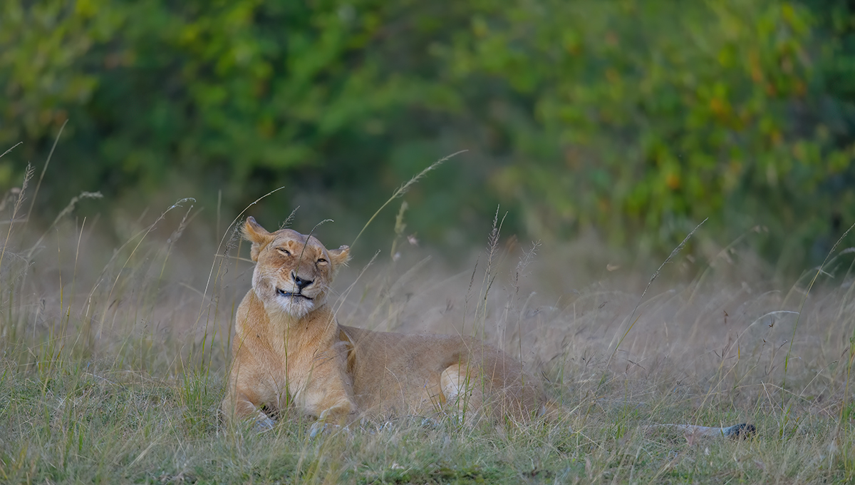 _85R5633_20180719_182304_842Masai Mara 2018-1200.jpg