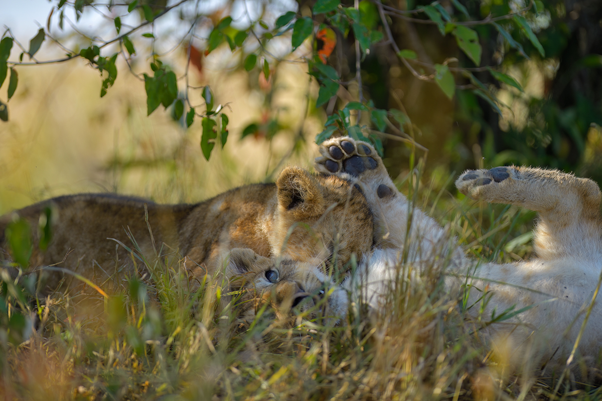 _85R5789_20180729_085715_4608Masai Mara 2018_7529Masai Mara 2018.jpg