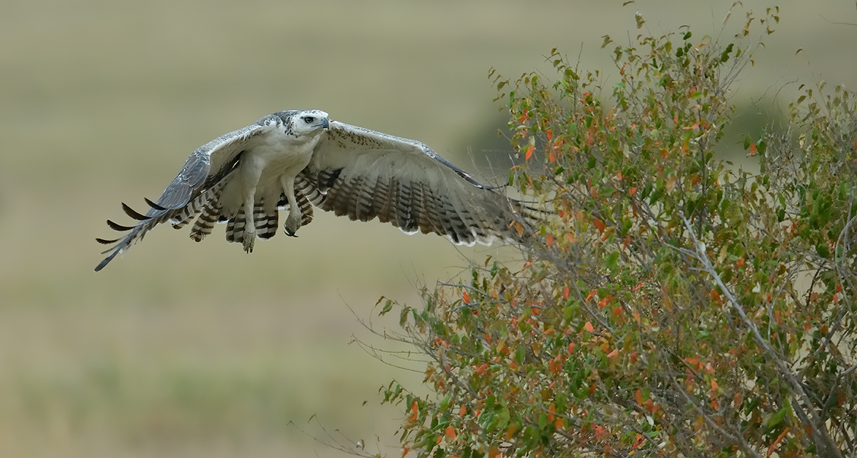 _85R5816_20180719_183622_844Masai Mara 2018-1200.jpg