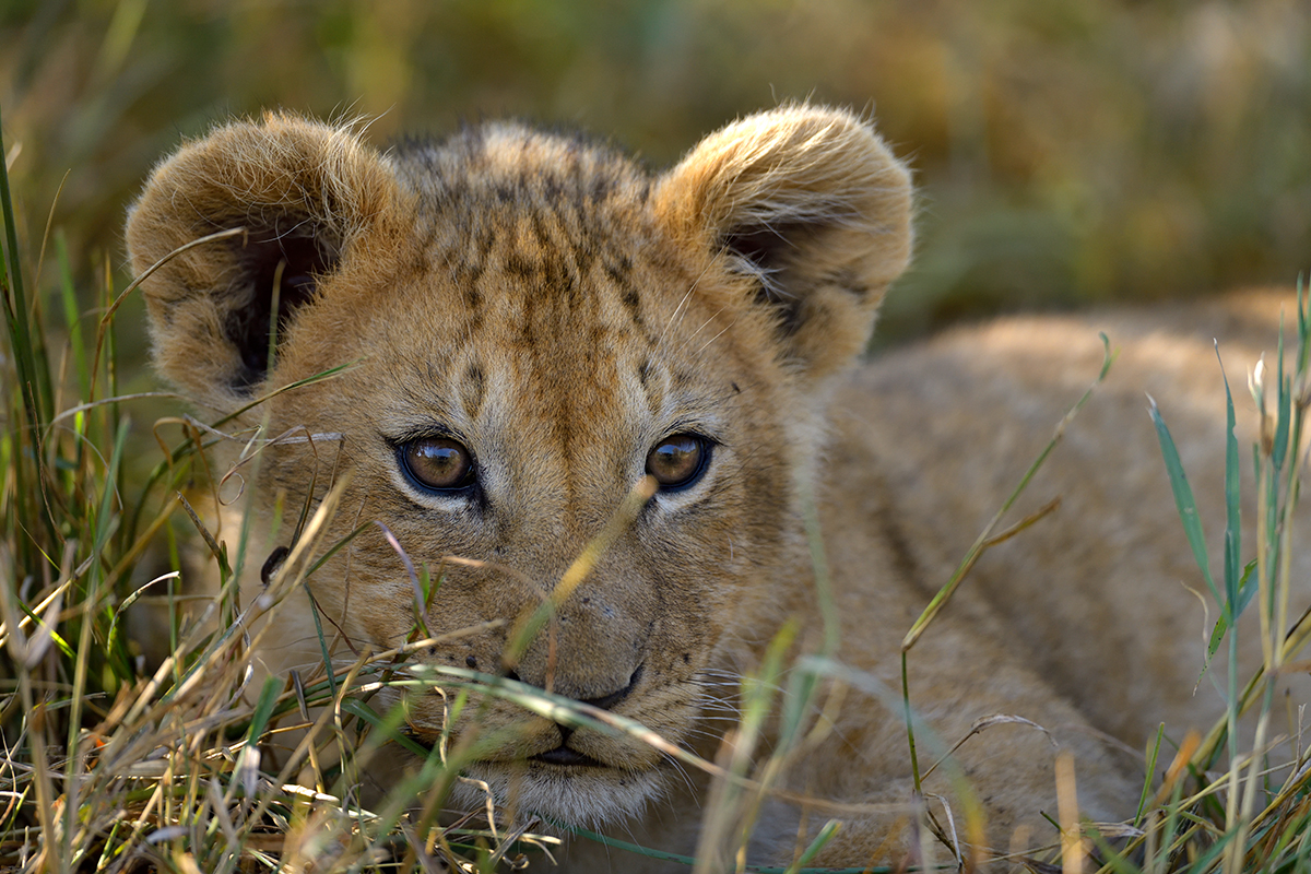 _85R5822_20180729_090133_4610Masai Mara 2018_7531Masai Mara 2018.jpg