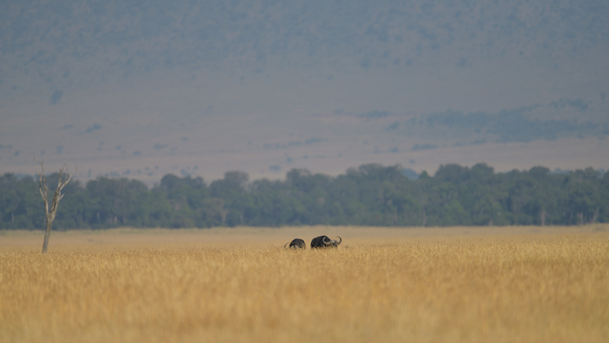 _85R5832_20180729_090306_4612Masai Mara 2018_7533Masai Mara 2018.jpg