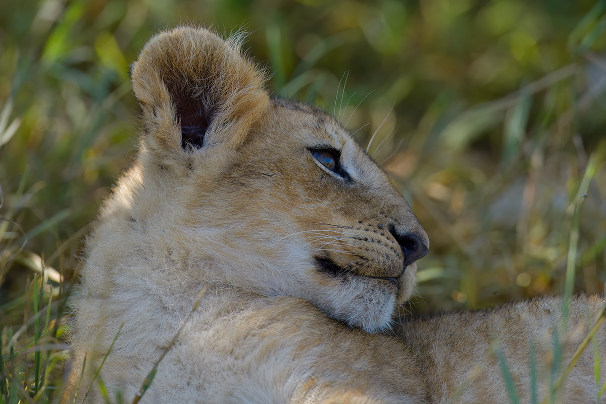 _85R5853_20180729_090923_4614Masai Mara 2018_7535Masai Mara 2018.jpg
