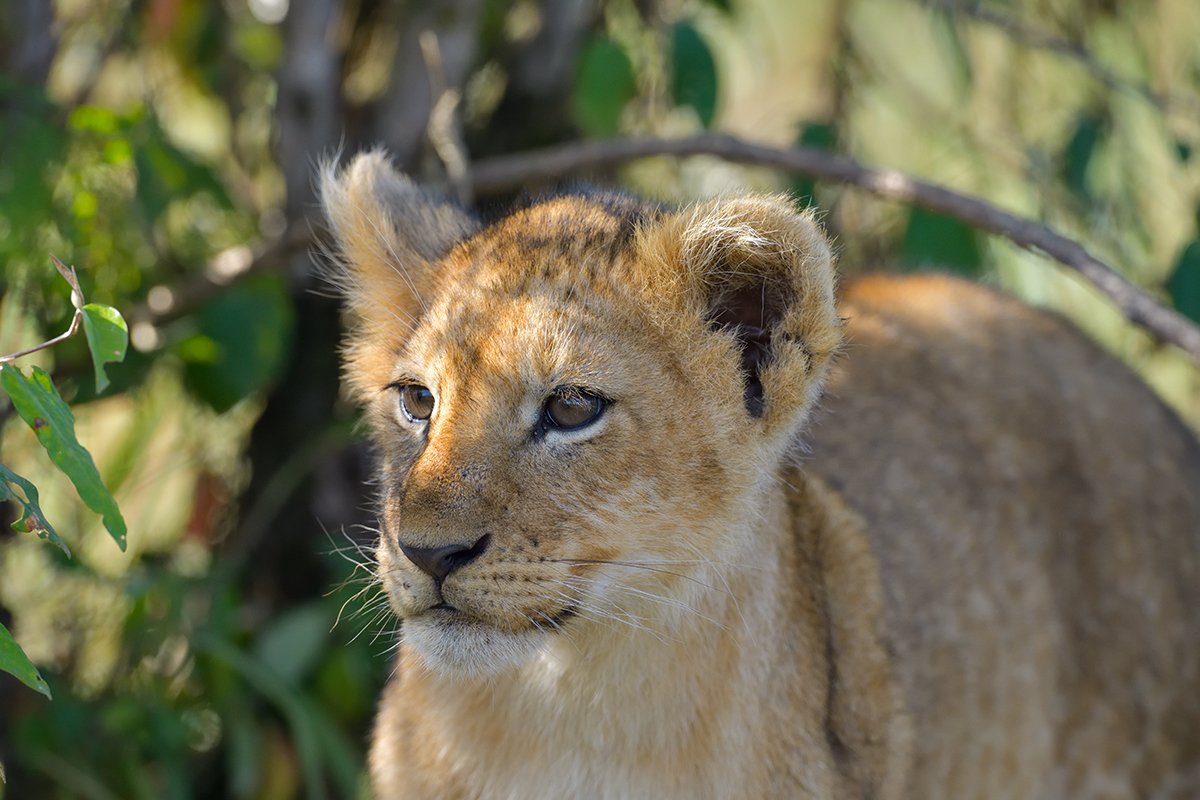_85R5920_20180729_092048_4616Masai Mara 2018_7537Masai Mara 2018.jpg