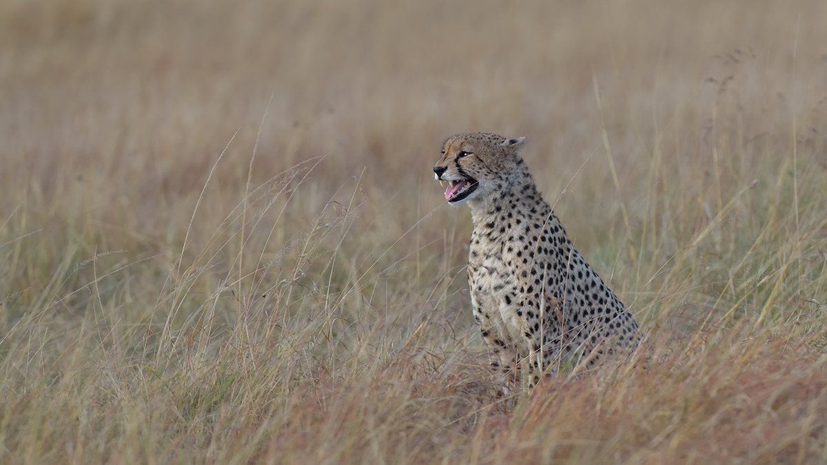 _85R5980_20180720_071034_667Masai Mara 2018-1200.jpg