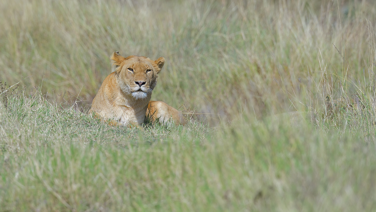 _85R6002_20180729_095207_4617Masai Mara 2018_7538Masai Mara 2018.jpg