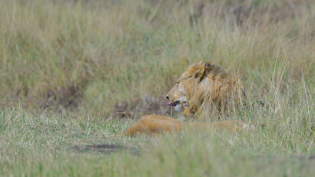 _85R6100_20180729_095551_4618Masai Mara 2018_7539Masai Mara 2018.jpg