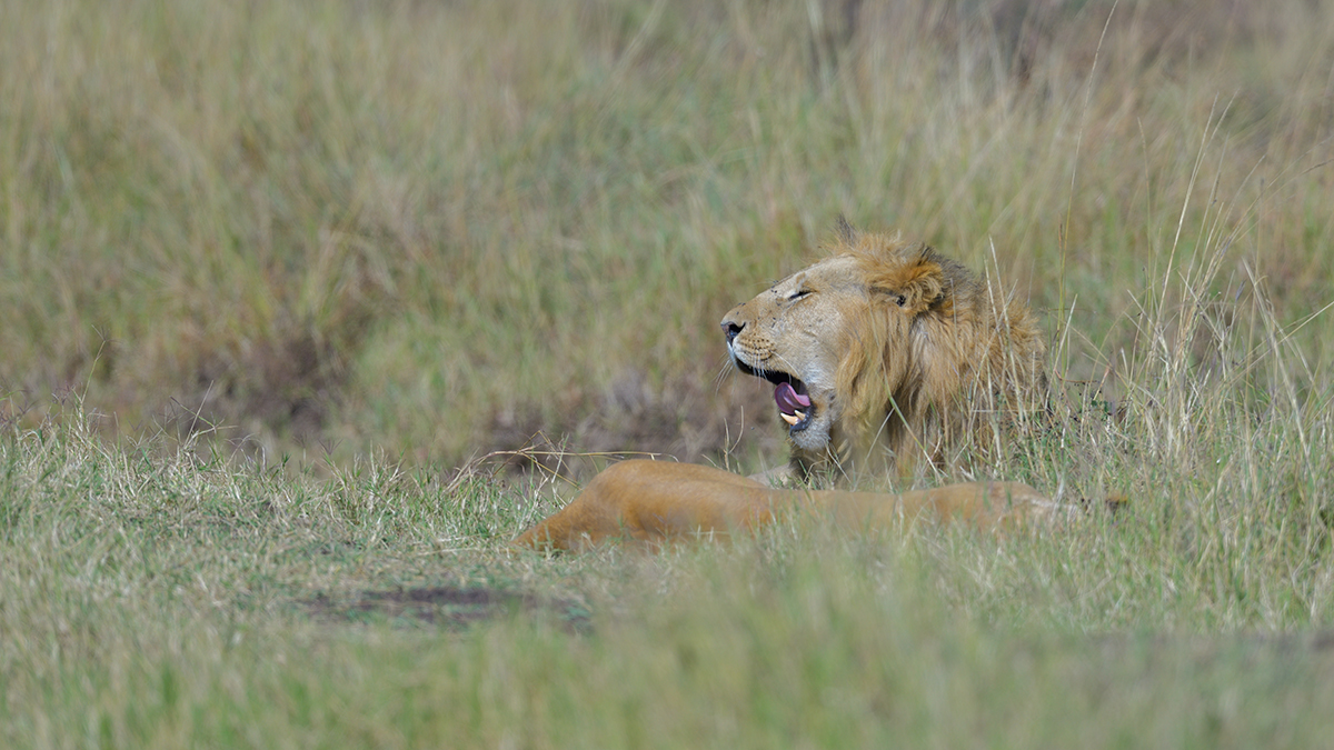 _85R6124_20180729_095558_4621Masai Mara 2018_7542Masai Mara 2018.jpg
