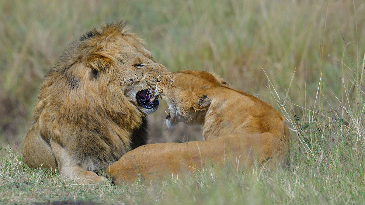 _85R6201_20180729_095727_4622Masai Mara 2018_7543Masai Mara 2018.jpg