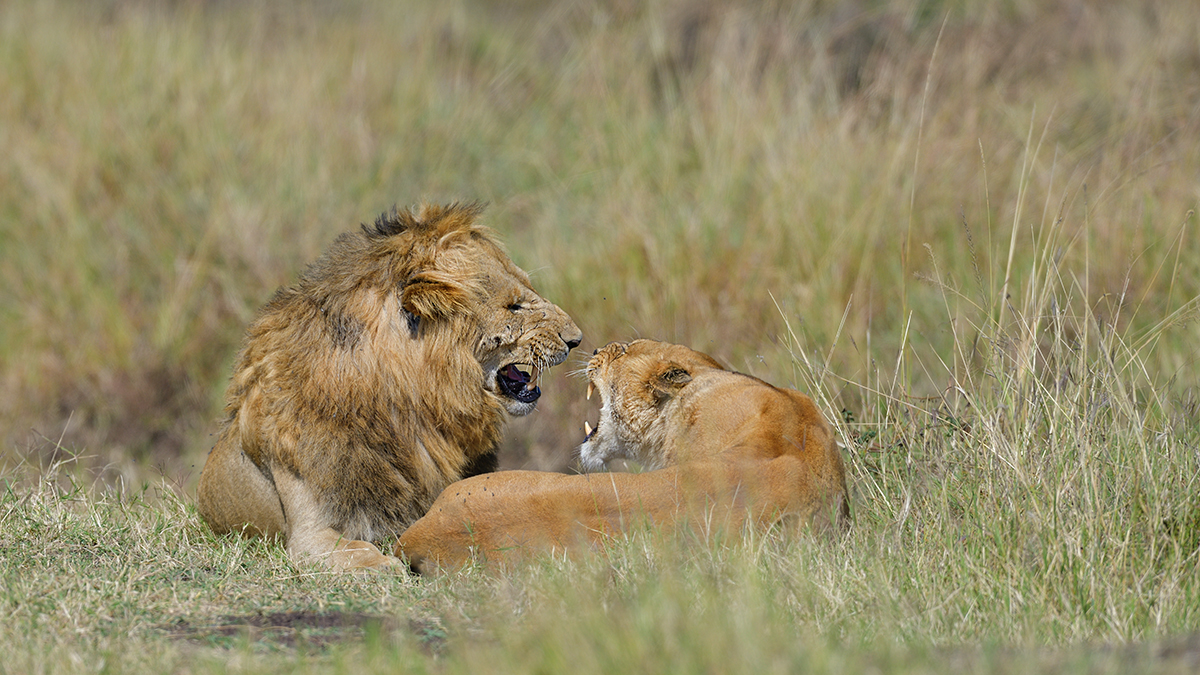 _85R6207_20180729_095727_4624Masai Mara 2018_7545Masai Mara 2018.jpg