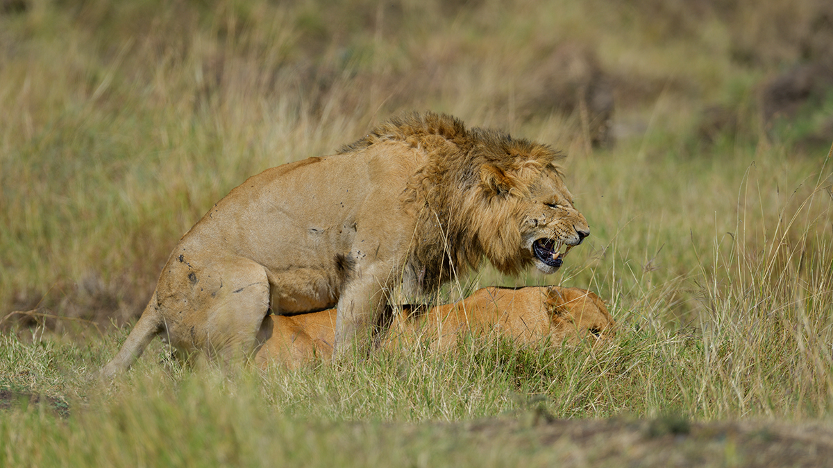 _85R6338_20180729_101544_4626Masai Mara 2018_7547Masai Mara 2018.jpg