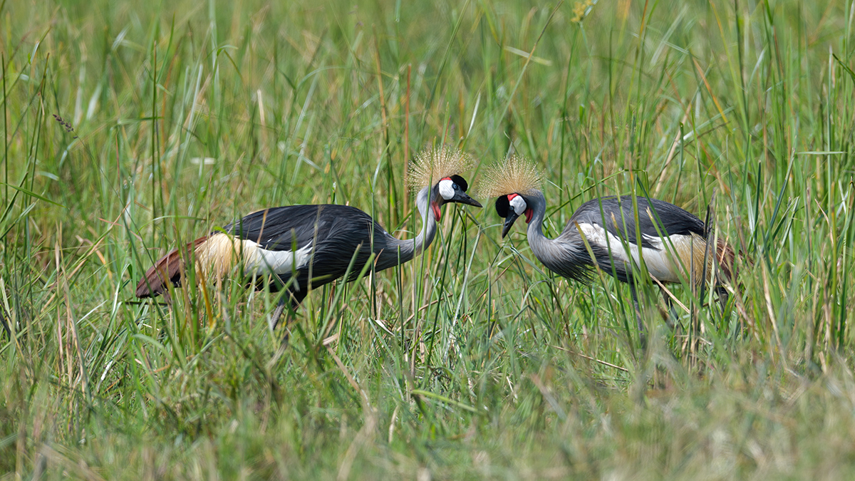 _85R6518_20180729_102850_4628Masai Mara 2018_7549Masai Mara 2018.jpg