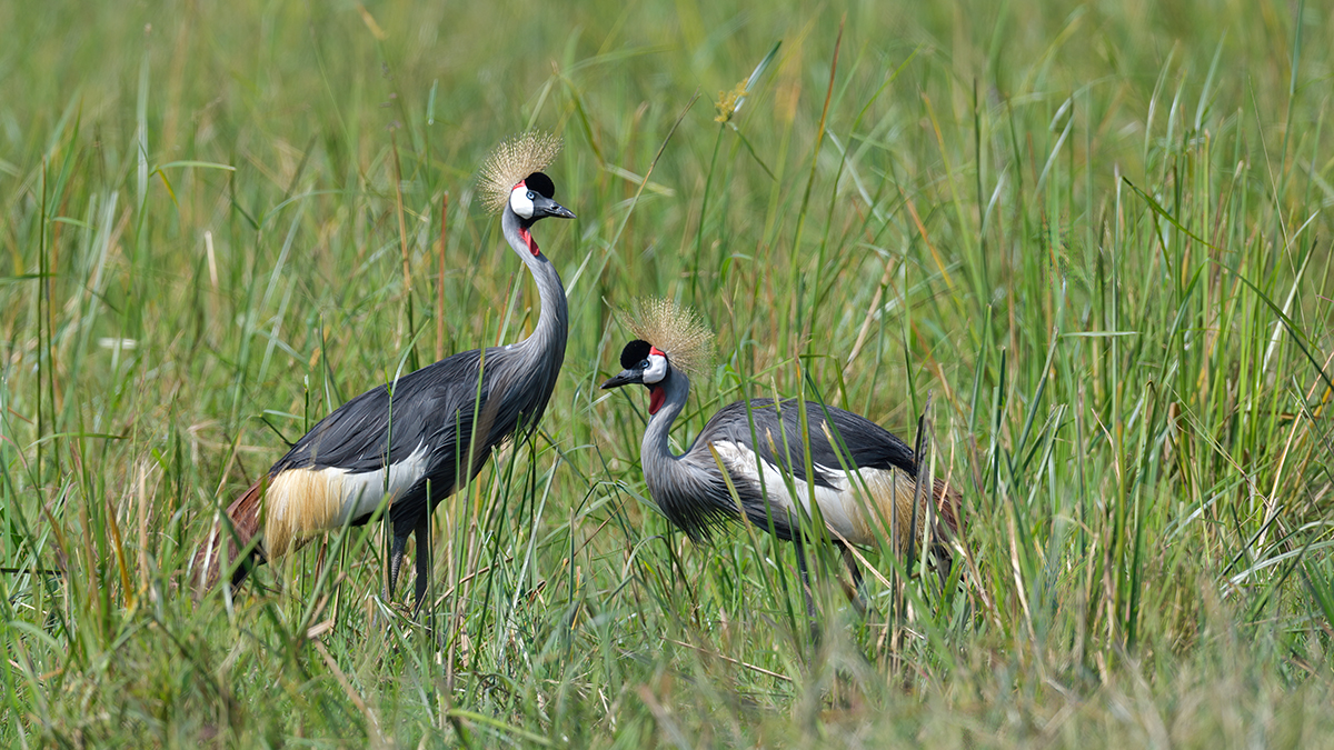 _85R6561_20180729_102909_4633Masai Mara 2018_7554Masai Mara 2018.jpg