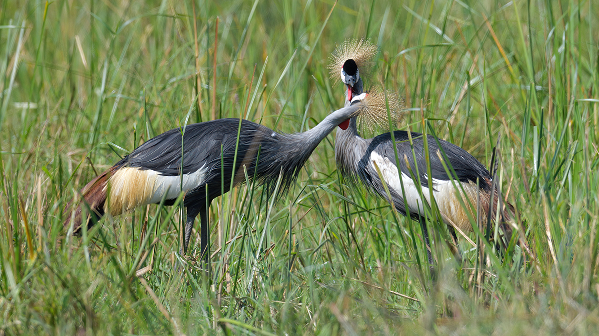 _85R6627_20180729_102935_4634Masai Mara 2018_7555Masai Mara 2018.jpg