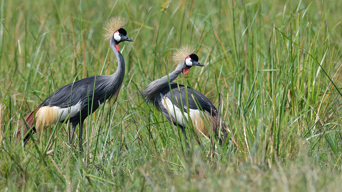 _85R6642_20180729_102953_4635Masai Mara 2018_7556Masai Mara 2018.jpg